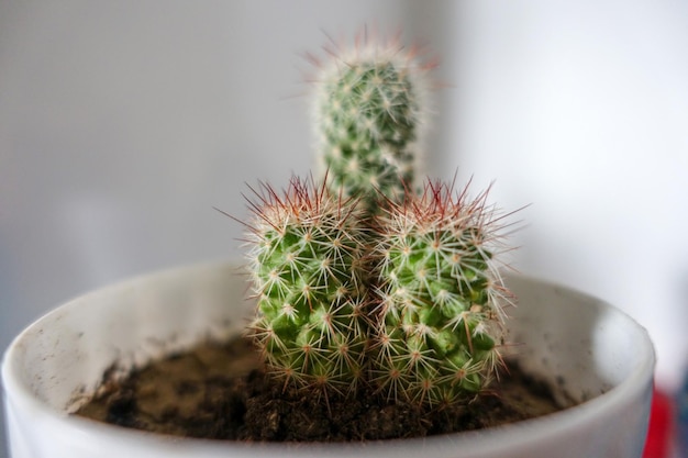 Primo piano decorativo cactustiny cactus plantlive cactus ornamentali in vaso