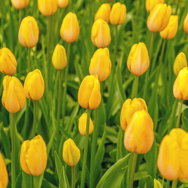 Primo piano dei bei tulipani dei fiori