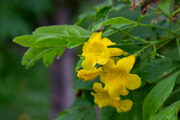 Primo piano dei bellissimi fiori gialli in fiore di tecoma stans o sambuco giallo