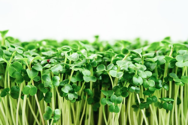 Primo piano dei broccoli microgreen