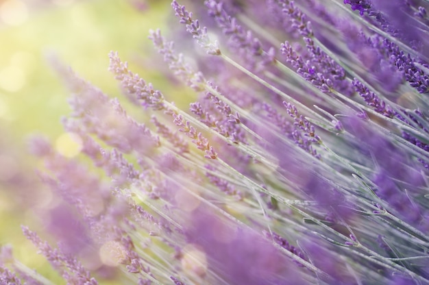 Primo piano dei cespugli della lavanda nell'alba