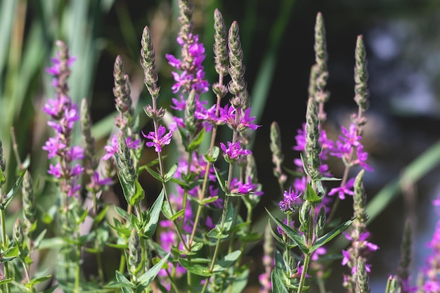 Primo piano dei cespugli della lavanda