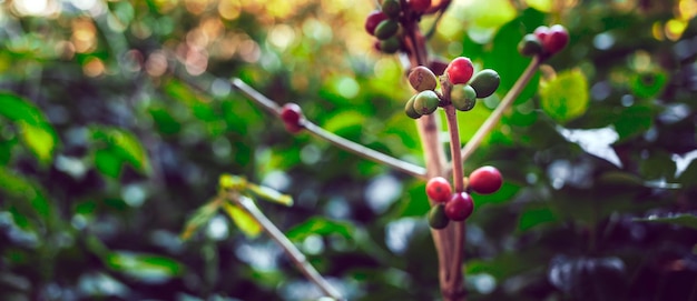 Primo piano dei chicchi di caffè rossi che maturano l'agricoltura del ramo della bacca rossa del caffè fresco sulla pianta del caffè
