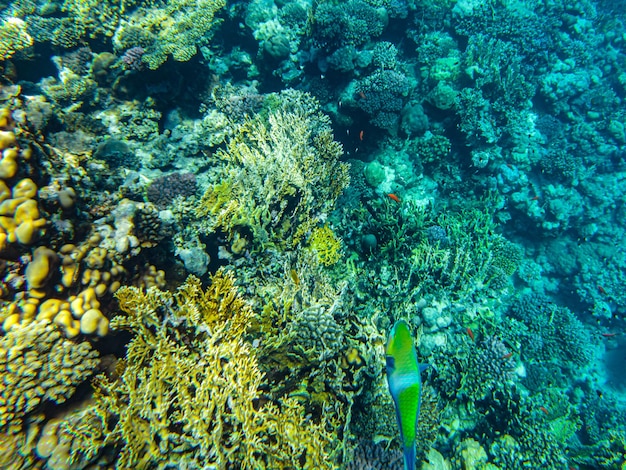 Primo piano dei coralli del Mar Rosso sharm el sheikh