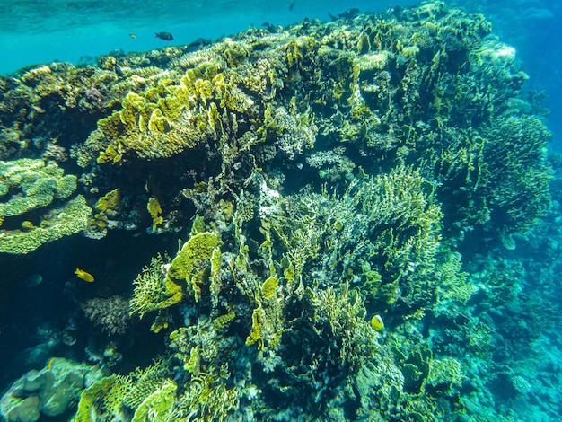 Primo piano dei coralli del Mar Rosso sharm el sheikh