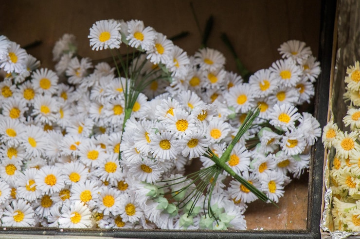 Foto primo piano dei fiori bianchi della margherita