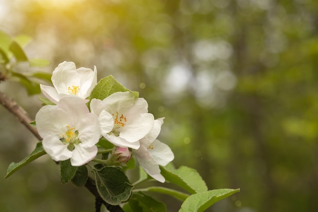 Primo piano dei fiori bianchi della mela all'alba