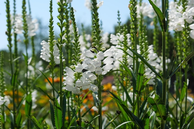 Primo piano dei fiori bianchi di estate