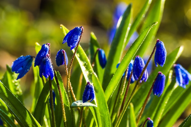 Primo piano dei fiori blu di Scilla