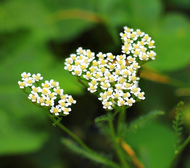 Primo piano dei fiori del millefoglio su fondo verde