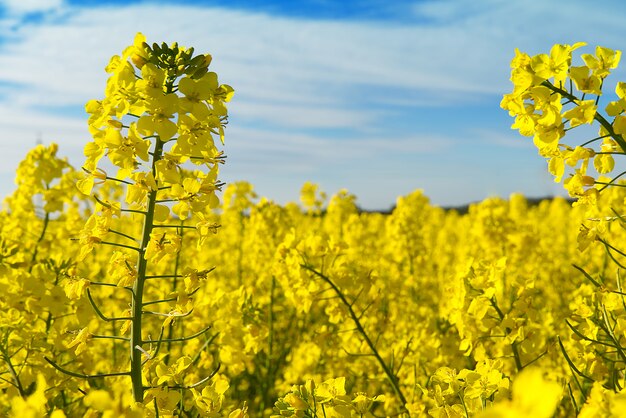 Primo piano dei fiori del seme di ravizzone, brassica napus.