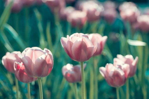 Primo piano dei fiori del tulipano rosa