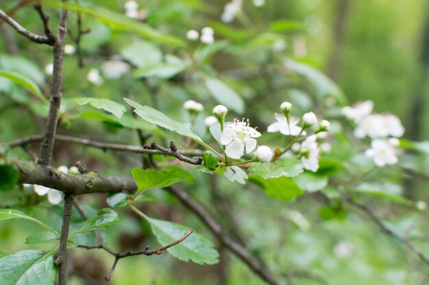 Primo piano dei fiori dell'albero da frutto bianco