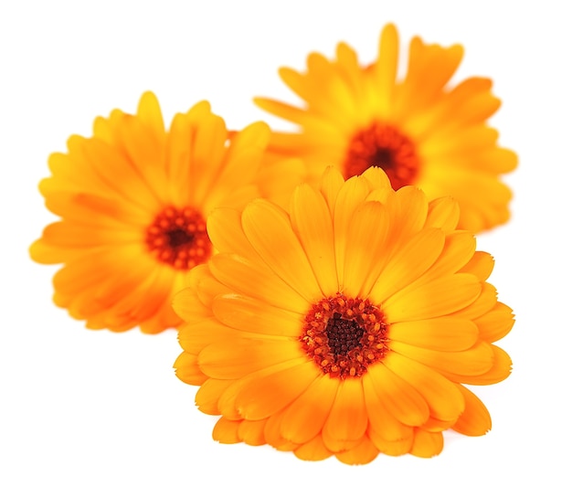 Primo piano dei fiori della calendula su bianco