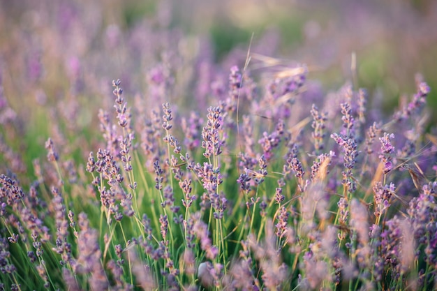 Primo piano dei fiori della lavanda