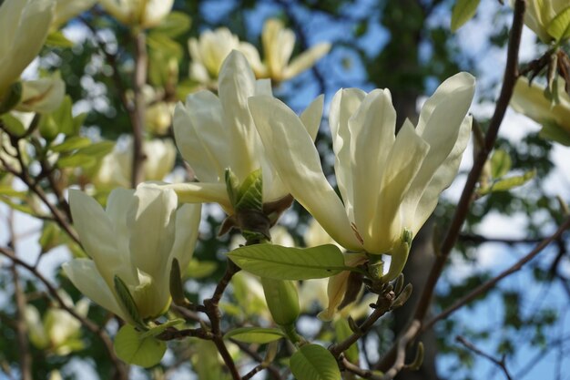 Primo piano dei fiori della magnolia bianca