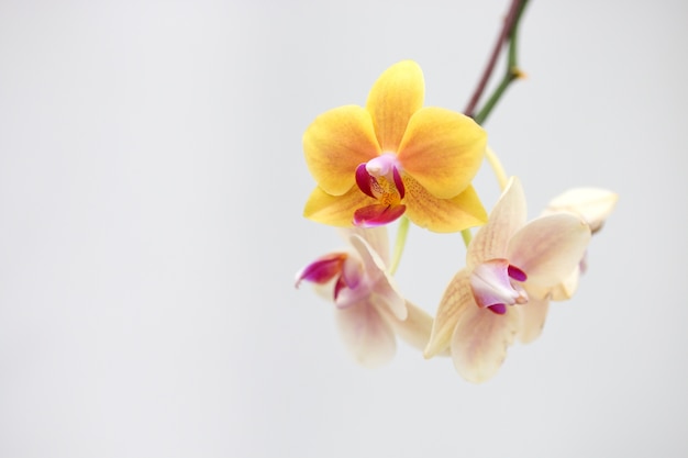 Primo piano dei fiori delle orchidee