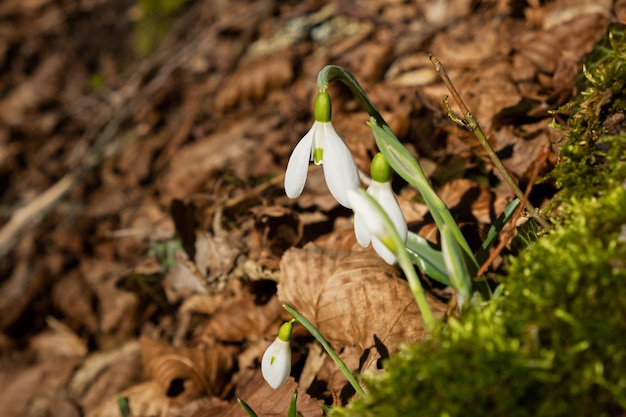 Primo piano dei fiori di bucaneve