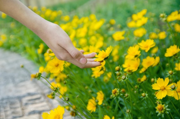 Primo piano dei fiori di campo che tocca la mano della ragazza Unità con la natura ora legale Medicina alternativa