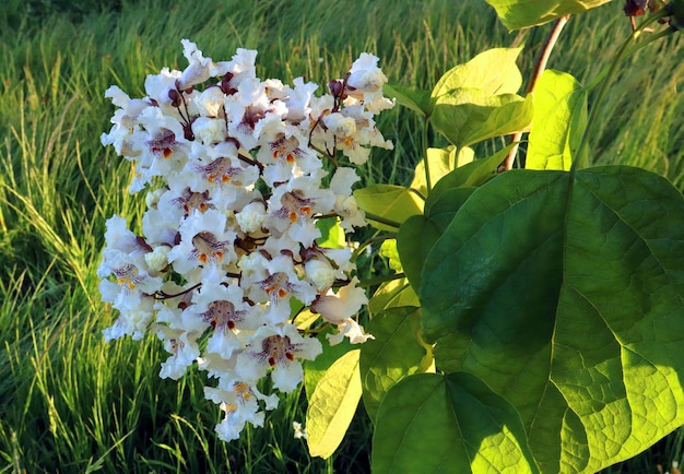 Primo piano dei fiori di Catalpa illuminato dal sole. Un incredibile mazzo di fiori bianchi. Bello lo sfondo floreale.