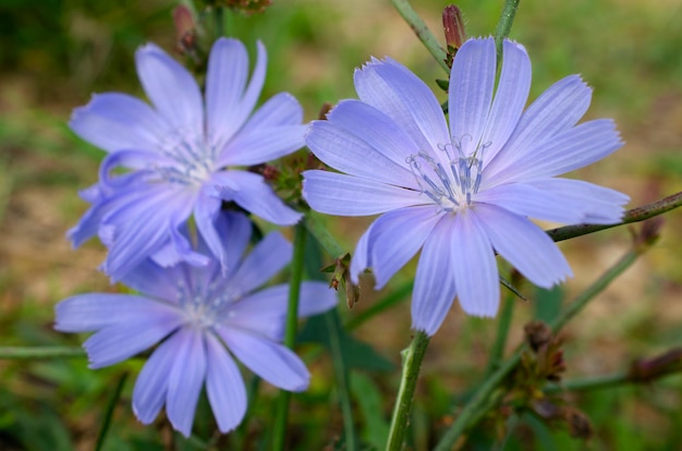 Primo piano dei fiori di cicoria blu-lilla. Fiore blu di cicoria selvatica. Cichorium intybus. Fiore di cicoria comune o Cichorium intybus, primo piano, macro. Il fiore della cicoria è blu.