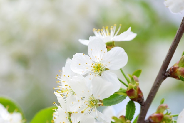 Primo piano dei fiori di ciliegio di primavera