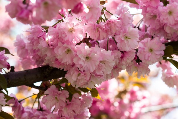 Primo piano dei fiori di ciliegio in fiore Bella cartolina primaverile Messa a fuoco selettiva