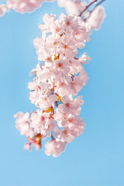 Primo piano dei fiori di ciliegio in primavera contro il cielo