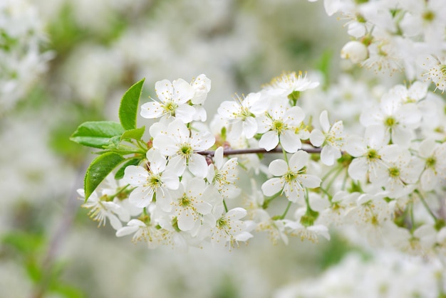 Primo piano dei fiori di ciliegio primaverili