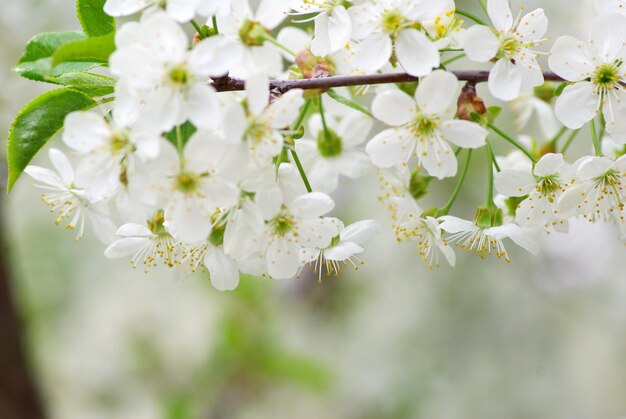 Primo piano dei fiori di ciliegio primaverili