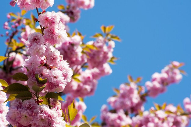 Primo piano dei fiori di ciliegio primaverili