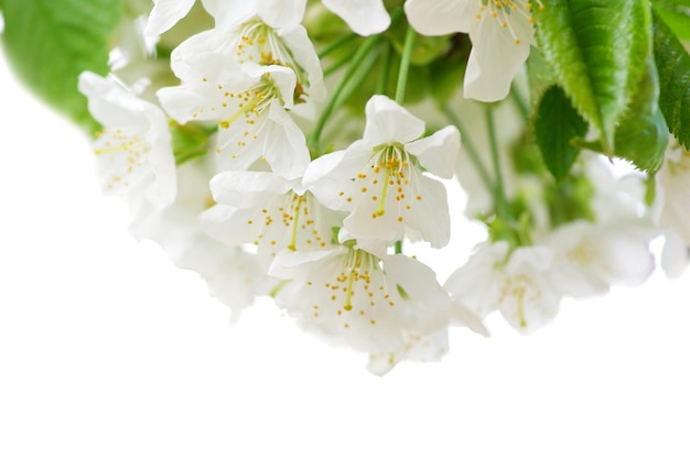 Primo piano dei fiori di ciliegio