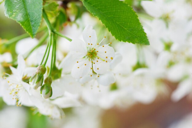 Primo piano dei fiori di ciliegio