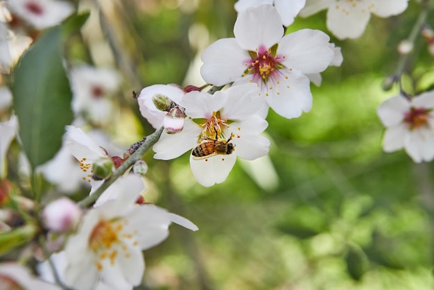 Primo piano dei fiori di mandorlo Rami fioriti di un mandorlo in un frutteto L'ape raccoglie il nettare e impollina gli alberi in fiore All'inizio della primavera