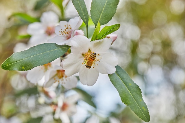 Primo piano dei fiori di mandorlo Rami fioriti di un mandorlo in un frutteto L'ape raccoglie il nettare e impollina gli alberi in fiore All'inizio della primavera