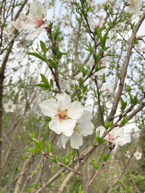 Primo piano dei fiori di mandorlo