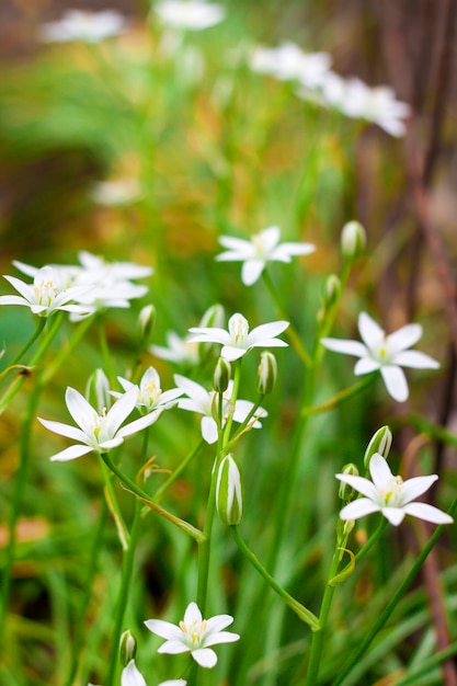 Primo piano dei fiori di ornithogalum (stella di Betlemme)