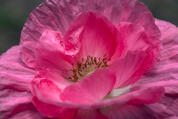 Primo piano dei fiori di papavero in primavera. Papavero decorativo sul loro cottage estivo.