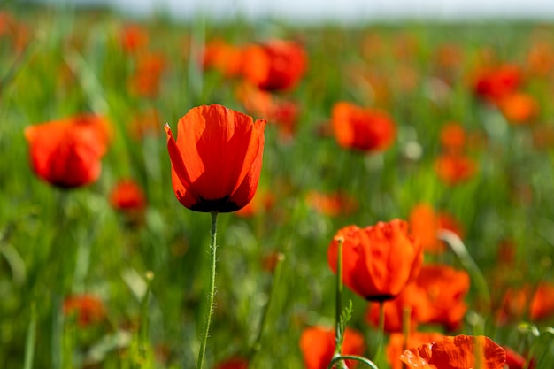 Primo piano dei fiori di papavero nel campo