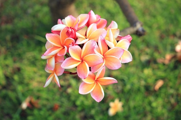 Primo piano dei fiori di plumeria