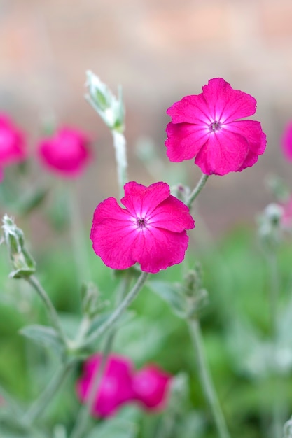 Primo piano dei fiori di silene coronaria (campion rosa)