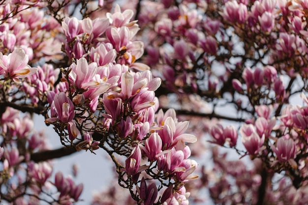 Primo piano dei fiori di un albero di magnolia cinese