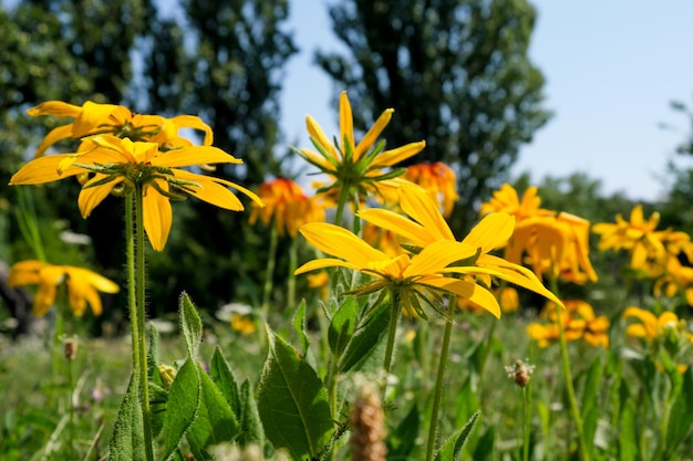 Primo piano dei fiori gialli di estate