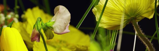 Primo piano dei fiori gialli