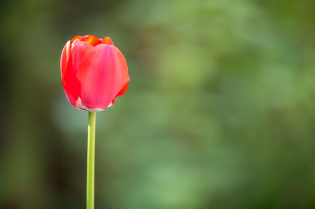 Primo piano dei fiori rossi del tulipano che fioriscono nel giardino di primavera all'aperto.