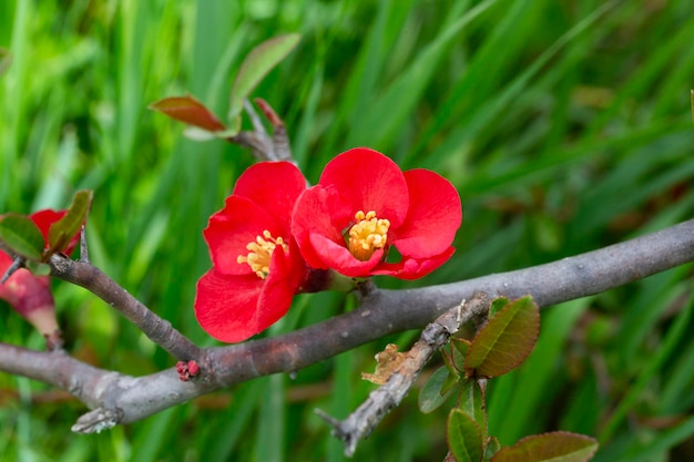 Primo piano dei fiori rossi della camelia. In natura, la Camellia japonica si presenta come un piccolo albero o arbusto.