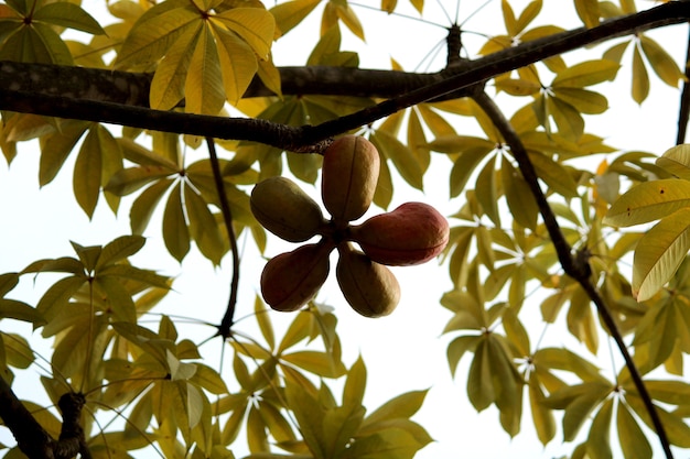 Primo piano dei frutti di Sterculia foetida Bastard poon tree