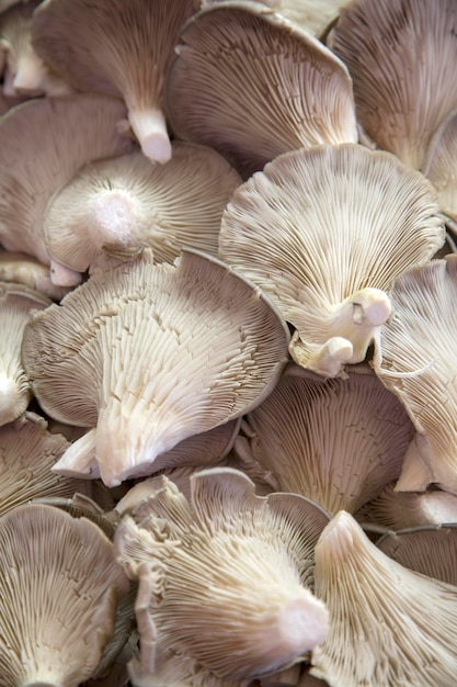 Primo piano dei funghi in vendita sulla bancarella del mercato