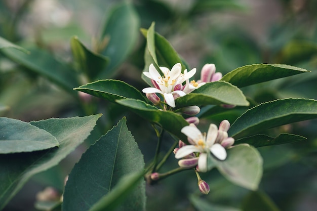 Primo piano dei germogli di un albero di limone in fiore.