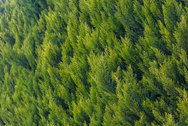 Primo piano dei giovani rami di conifere verde brillante su uno sfondo sfocato verde fuoco morbido